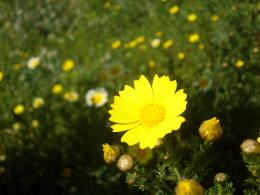 Oneofthemanyyellowflowers